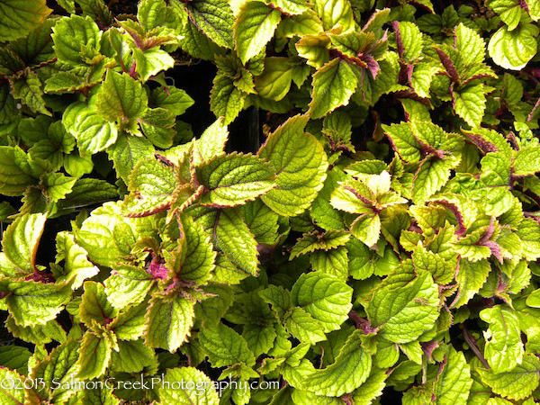 Plectranthus &lsquo;Zulu Wonder&rsquo;