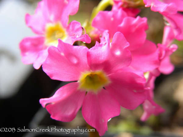 Primula rosea &lsquo;Gigas&rsquo;