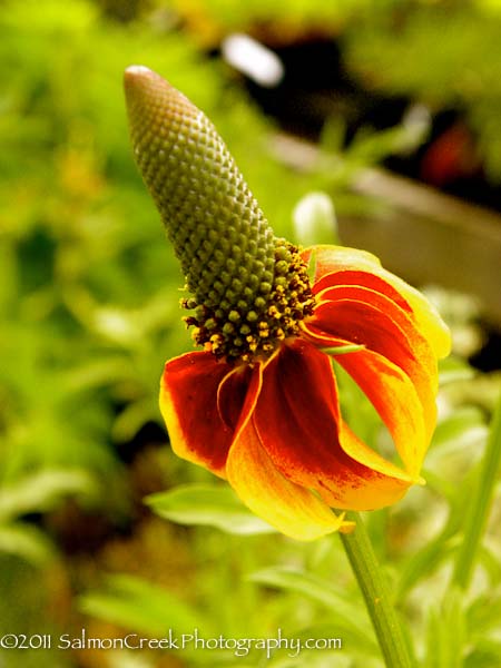 Ratibida columnifera f. pulcherrima &lsquo;Red Midget&rsquo;