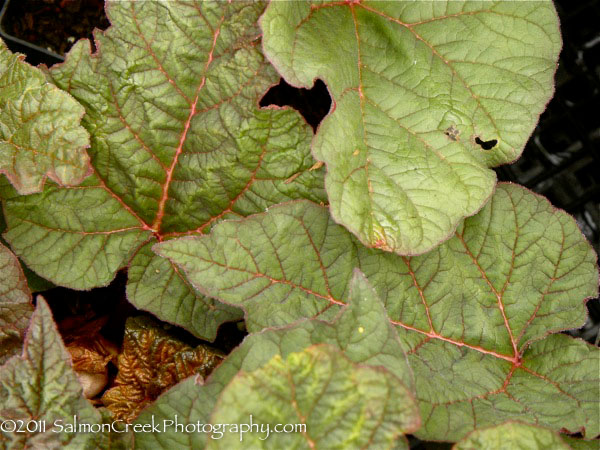 Rheum &lsquo;Ace of Hearts&rsquo;