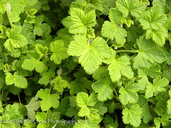 Ribes sanguineum &lsquo;King Edward VII&rsquo;