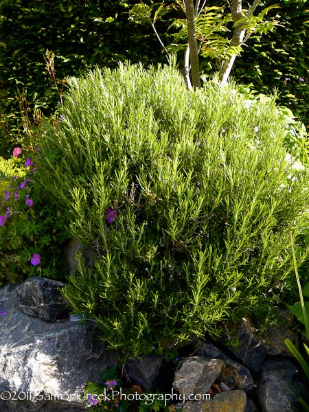 Rosmarinus officinalis &lsquo;Irene&rsquo;