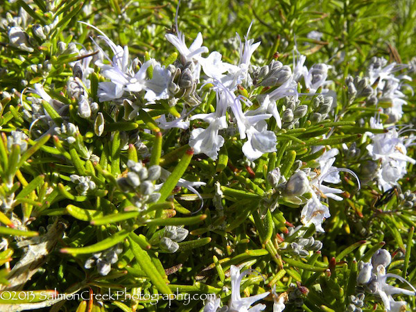 Rosmarinus officinalis &lsquo;Taylor’s Blue&rsquo;