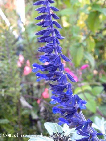Salvia leucantha x elegans &lsquo;Anthony Parker&rsquo;