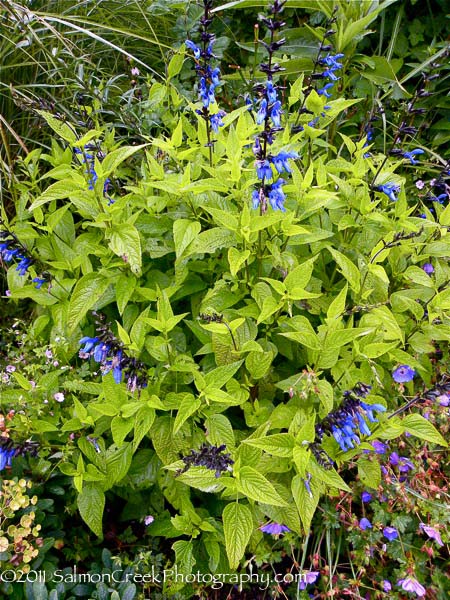 Salvia guaranitica &lsquo;Black and Blue&rsquo;
