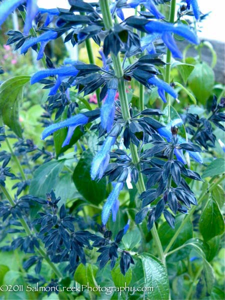 Salvia mexicana &lsquo;Compton’s Form&rsquo;