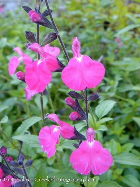 Salvia microphylla &lsquo;Dennis’ Pink&rsquo;