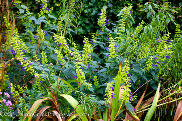 Salvia mexicana &lsquo;Limelight&rsquo;