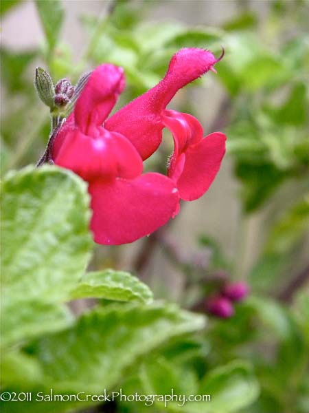 Salvia microphylla &lsquo;San Carlos Festival&rsquo;