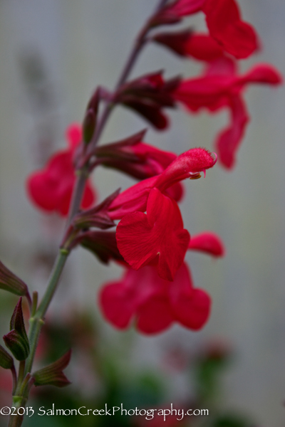 Salvia &lsquo;Silke’s Dream&rsquo;