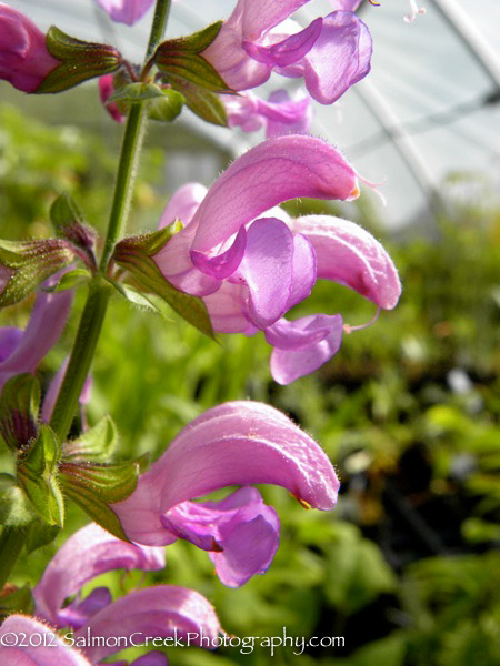 Salvia pratensis &lsquo;Sweet Esmeralda&rsquo;