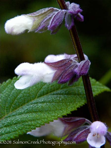 Salvia &lsquo;Waverly&rsquo;