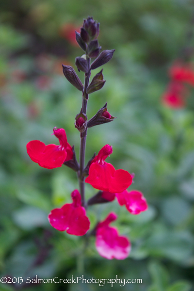 Salvia microphylla &lsquo;Wild Watermelon&rsquo;