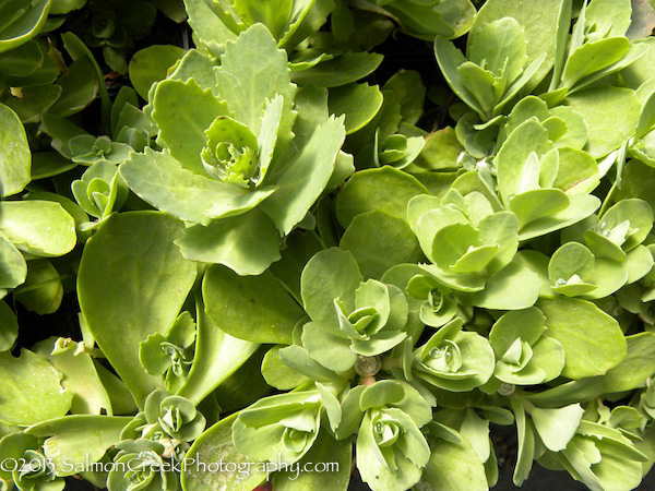 Sedum spectabile &lsquo;Indian Chief&rsquo;