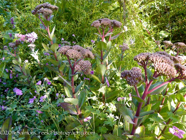 Sedum &lsquo;Matrona&rsquo;