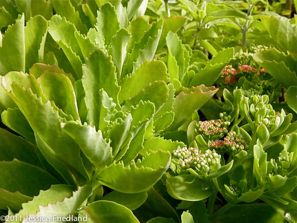 Sedum telephium &lsquo;Munstead Red&rsquo;