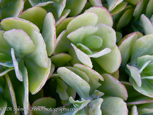 Sedum spectabile &lsquo;Neon&rsquo;
