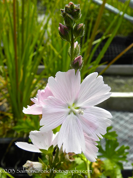 Sidalcea &lsquo;Elsie Heugh&rsquo;