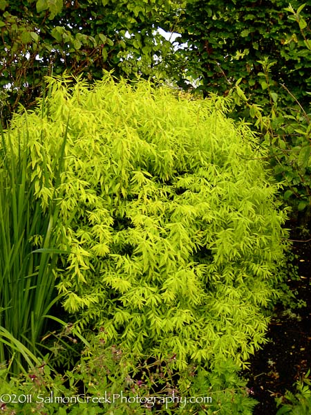 Spiraea thunbergii &lsquo;Ogon&rsquo;