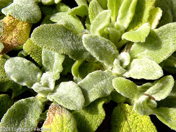 Stachys byzantina &lsquo;Primrose Heron&rsquo;
