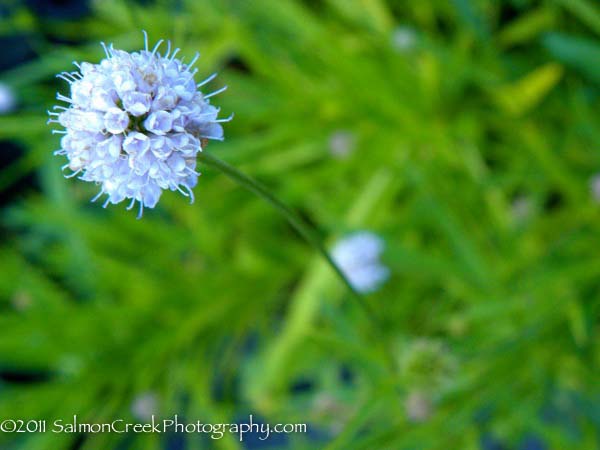 Succisella inflexa &lsquo;Frosted Pearls&rsquo;