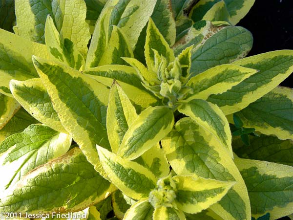 Symphytum x uplandicum &lsquo;Axminster Gold&rsquo;