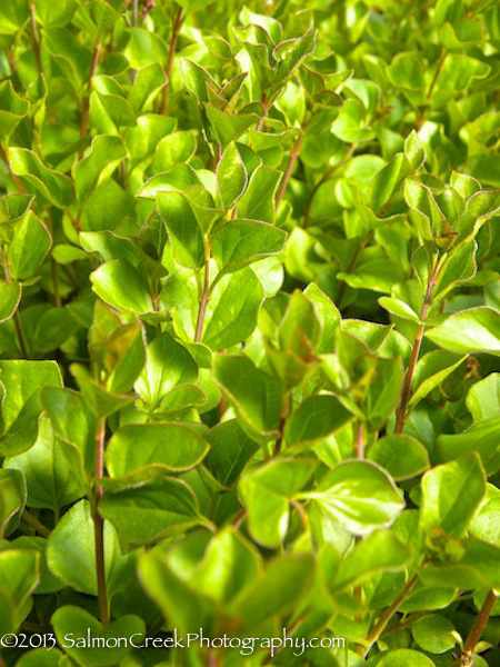 Syringa meyeri &lsquo;Palibin&rsquo;