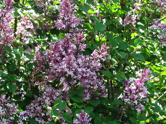 <i>Syringa meyeri</i> &lsquo;Palibin&rsquo;