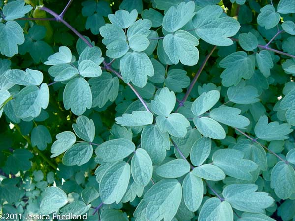 <i>Thalictrum</i> &lsquo;Elin&rsquo;