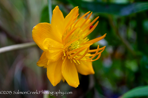 Trollius chinensis Golden Queen