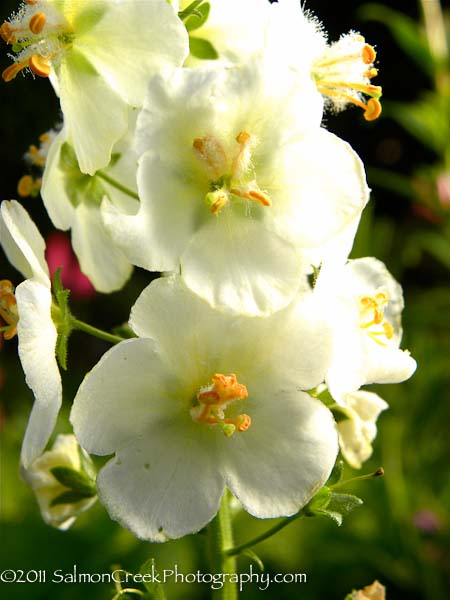 Verbascum phoeniceum &lsquo;Flush of White&rsquo;