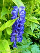 <i>Aconitum</i> x <i>cammarum</i> &lsquo;Bressingham Spire&rsquo;