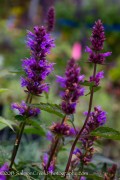 <i>Agastache</i> &lsquo;Purple Haze&rsquo;