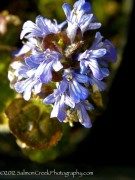 <i>Ajuga pyramidalis</i> &lsquo;Metallica Crispa&rsquo;