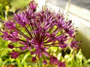 <i>Allium hollandicum</i> &lsquo;Purple Sensation&rsquo;