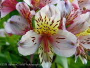 <i>Alstroemeria</i> &lsquo;Champagne&rsquo;