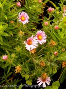 <em>Aster novae-angliae</em>  &lsquo;Harringtons Pink&rsquo;