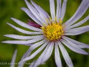 <i>Aster pyrenaeus</i> &lsquo;Lutetia&rsquo;