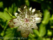 <i>Astrantia major</i> &lsquo;Canneman&rsquo;