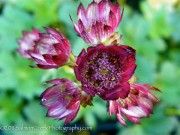 <i>Astrantia major</i> &lsquo;Moulin Rouge&rsquo;