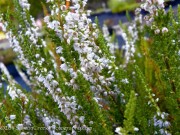 <i>Calluna vulgaris</i> &lsquo;October White&rsquo;