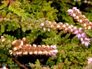 <i>Calluna vulgaris</i> &lsquo;Sister Anne&rsquo;