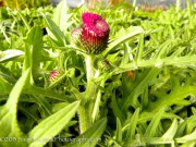 <i>Cirsium rivulare</i> &lsquo;Atropurpureum&rsquo;