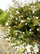 <i>Cistus ladanifer</i> var. <i>petiolatus</i> &lsquo;Bennett�s White&rsquo;