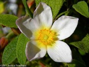 <i>Cistus</i> x <i>pauranthus</i> &lsquo;Natacha&rsquo;