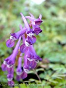 <i>Corydalis</i> &lsquo;Blackberry Wine&rsquo;