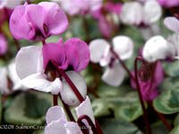 <i>Cyclamen coum</i>