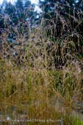 <em>Deschampsia cespitosa</em>  &lsquo;Tardiflora&rsquo;