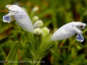 <i>Dracocephalum argunense</i> ‘Fuji White’