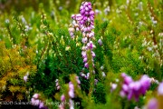 <i>Erica</i> x <i>darleyensis</i> &lsquo;Margaret Porter&rsquo;